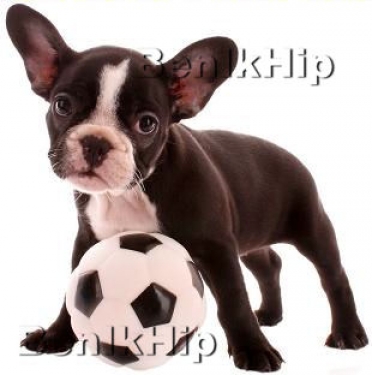 Strijkapplicatie Hond met voetbal